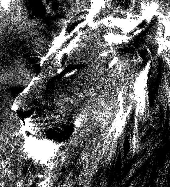 Lion in reserve 