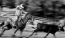 Roping steer