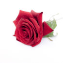 Buttonhole