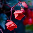 Wedding flowers