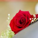 Red rose