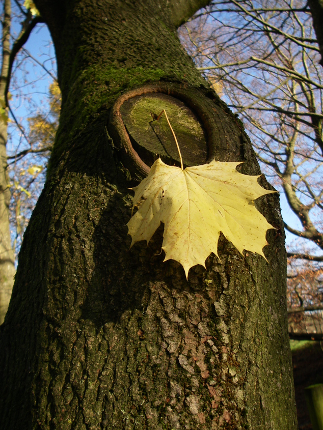 Japanese Maple