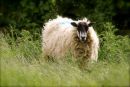 Cotswolds - 421