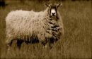 Cotswolds - 430