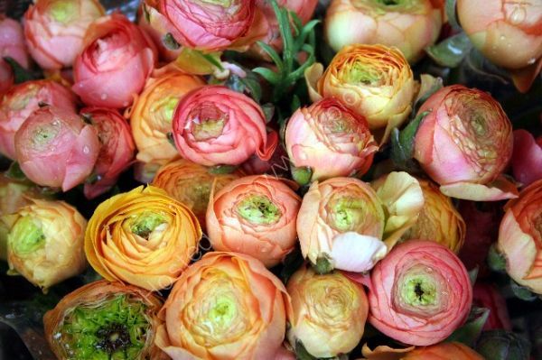 Flowers 5