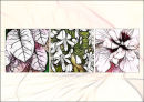 "Abstract Macro Flowers"
