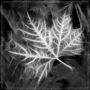 "Maple Skeleton"