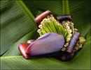 "Banana Plant"