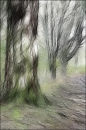 "Fantasy Forest 1"