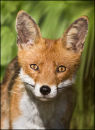 " Vixen"