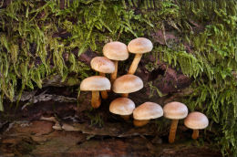 "Fungi - Sulphur Tuft"