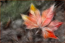 "Maple Leaf"