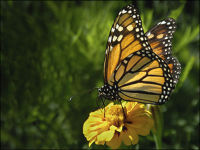 "Monarch Butterfly"