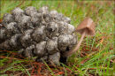 "Pine Cone host to Mycena Fungi"