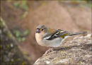 "Madeiran Chaffinch 3" 