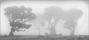 "Trees in the Mist"
