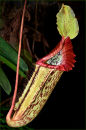 "Fly Trap"