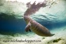 young manatee