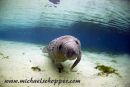 young manatee
