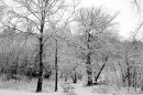Snowy Woods
