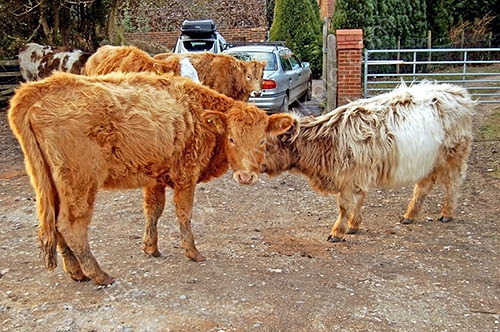 Cows' Car Club