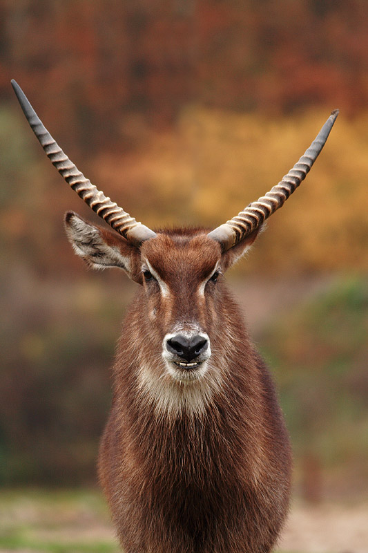 Waterbuck