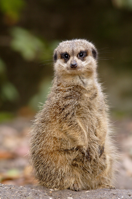 Meerkat