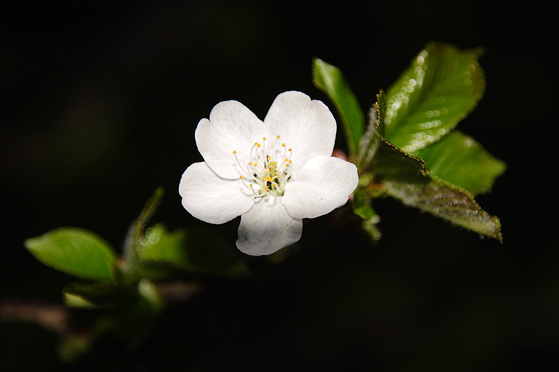 Blackthorn