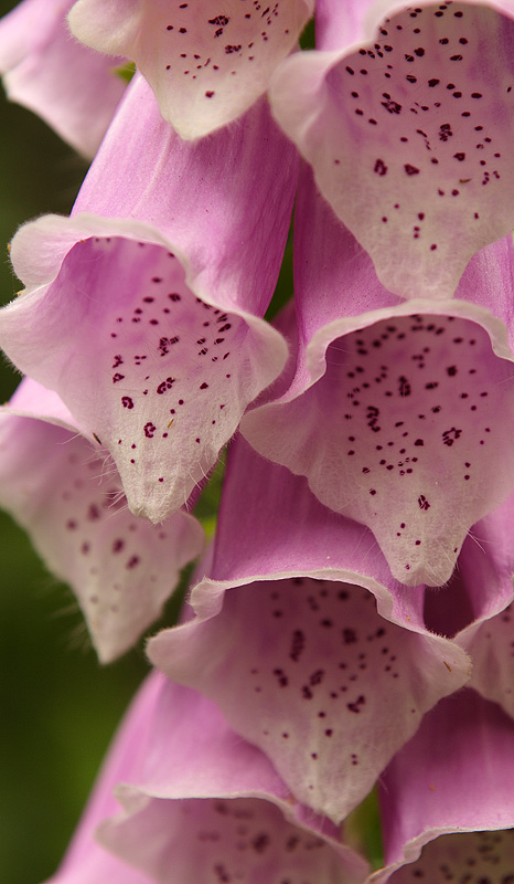 Common Foxglove