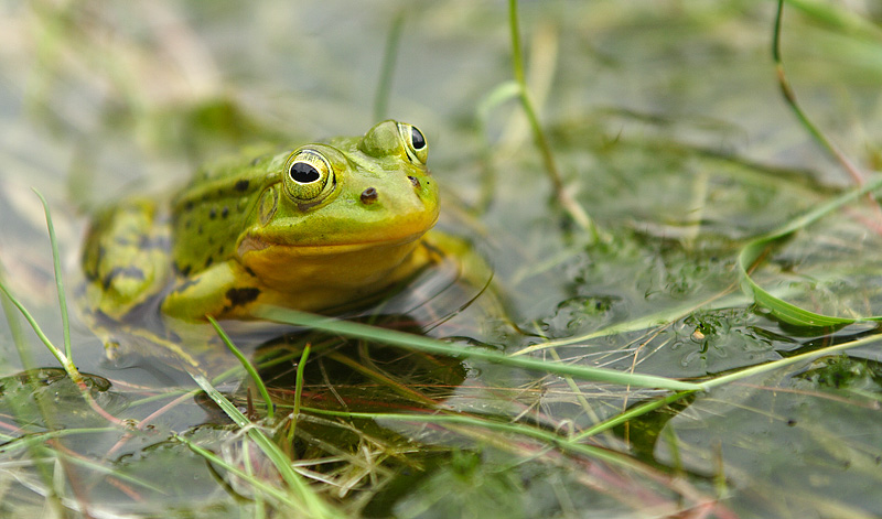 Poolfrog