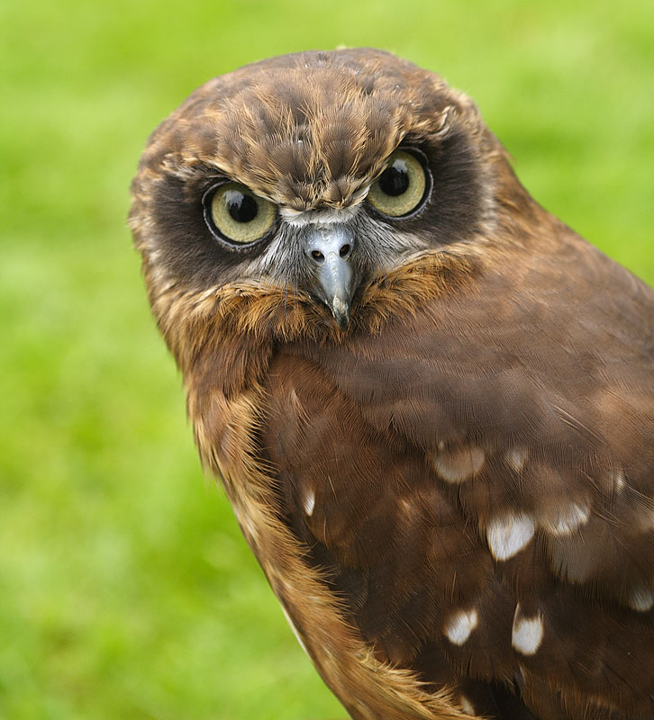 Little Owl