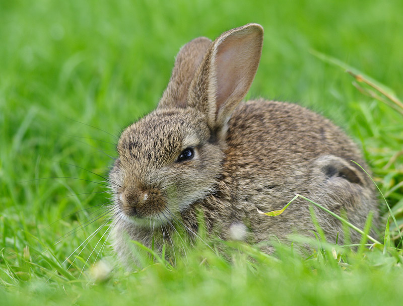 Young Rabbit