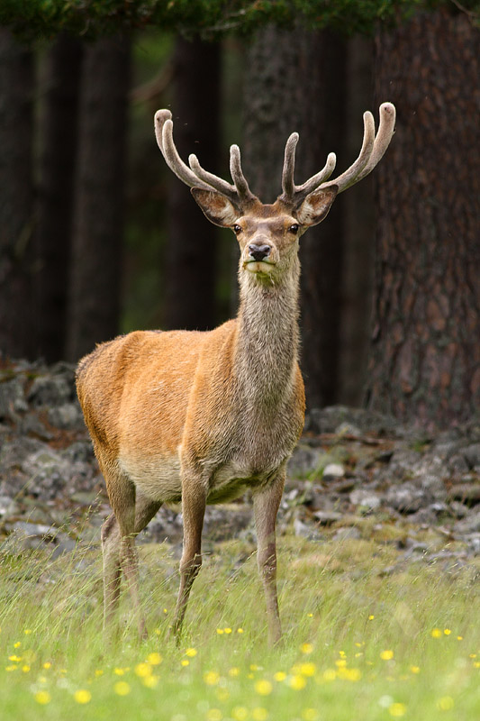 Red Deer