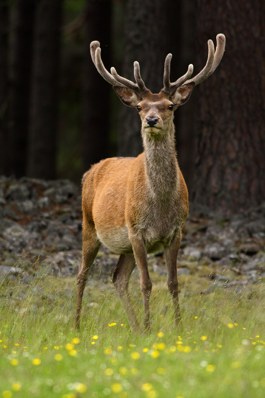 Red Deer