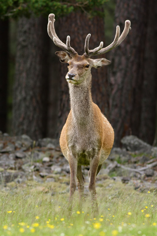 Red Deer