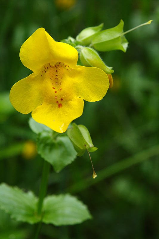 Common Monkey-Flower