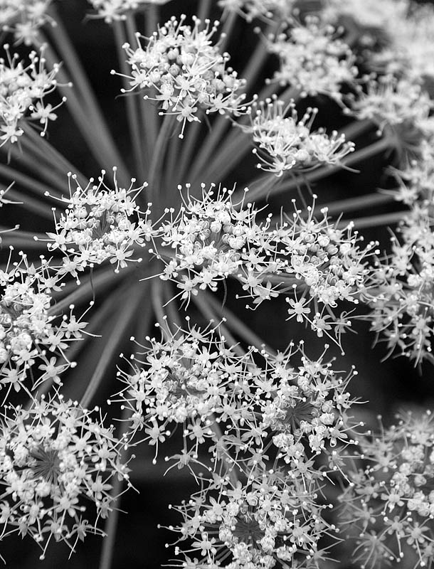 Natural patterns