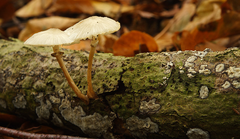 Porcelain Fungus