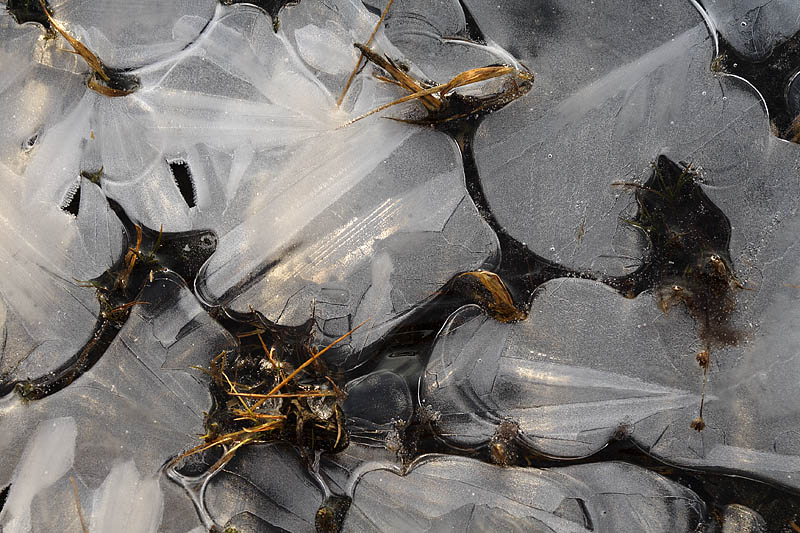 Ice Patterns