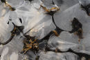 Ice Patterns