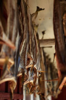 Stockfish, Lofoten Norway
