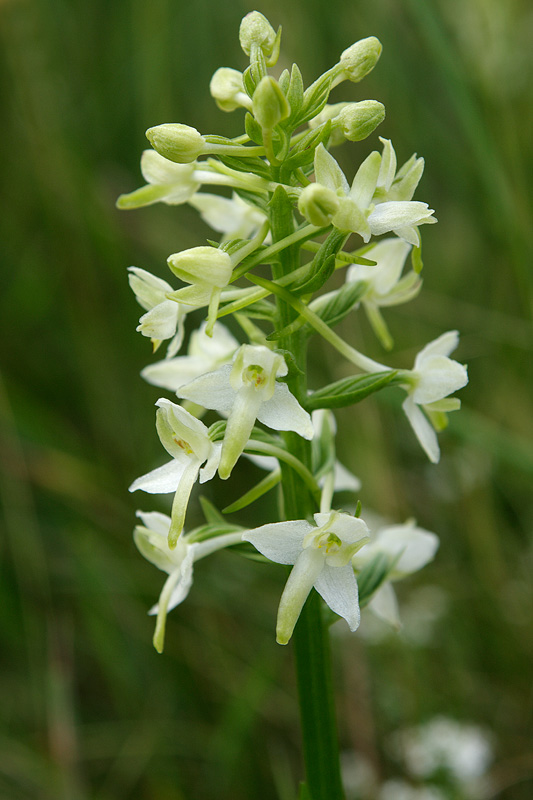 Lesser Butterfly-orchid