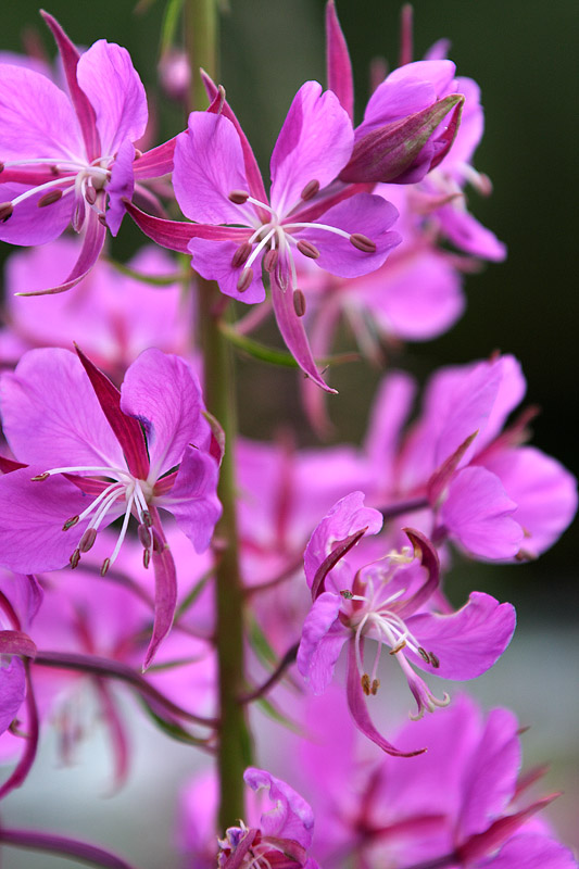 Fireweed