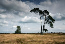 Aekingerzand