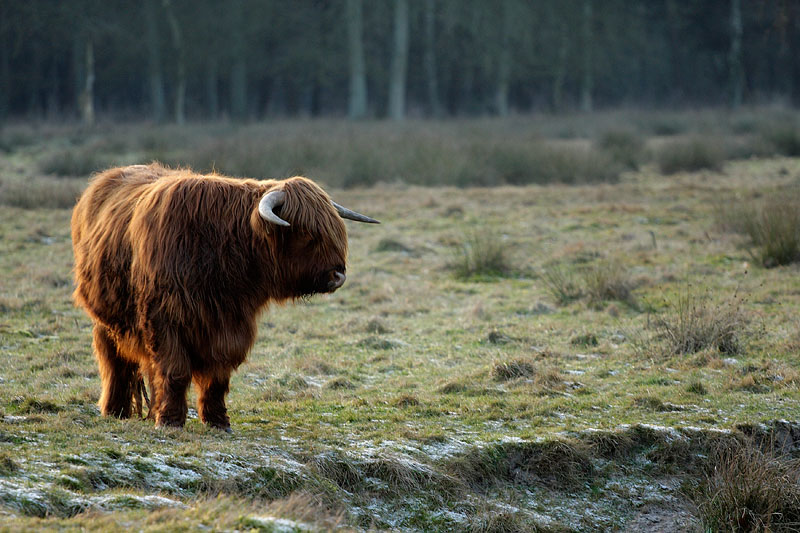 Scottish Highlander