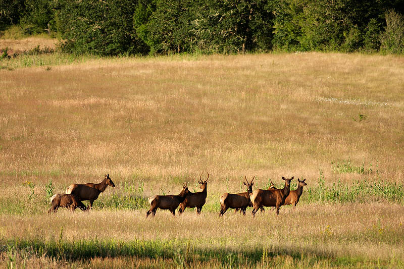 Roosevelt Elk