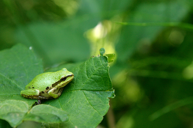 Pacific Treefrog