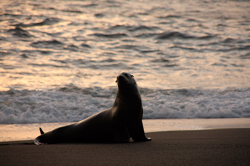 California Sea Lion