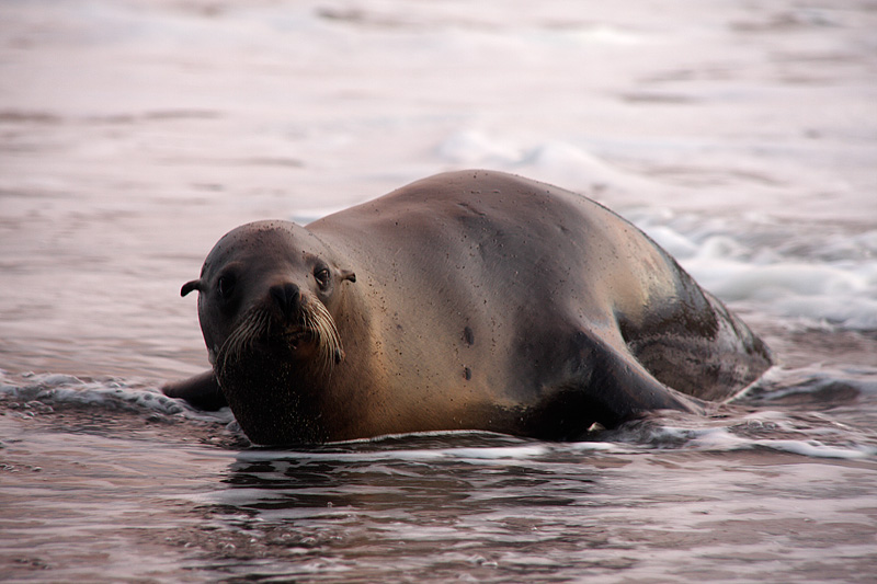 California Sea Lion