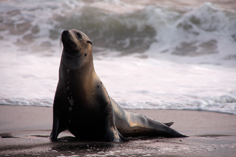 California Sea Lion